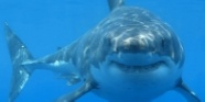 shark-small.jpg