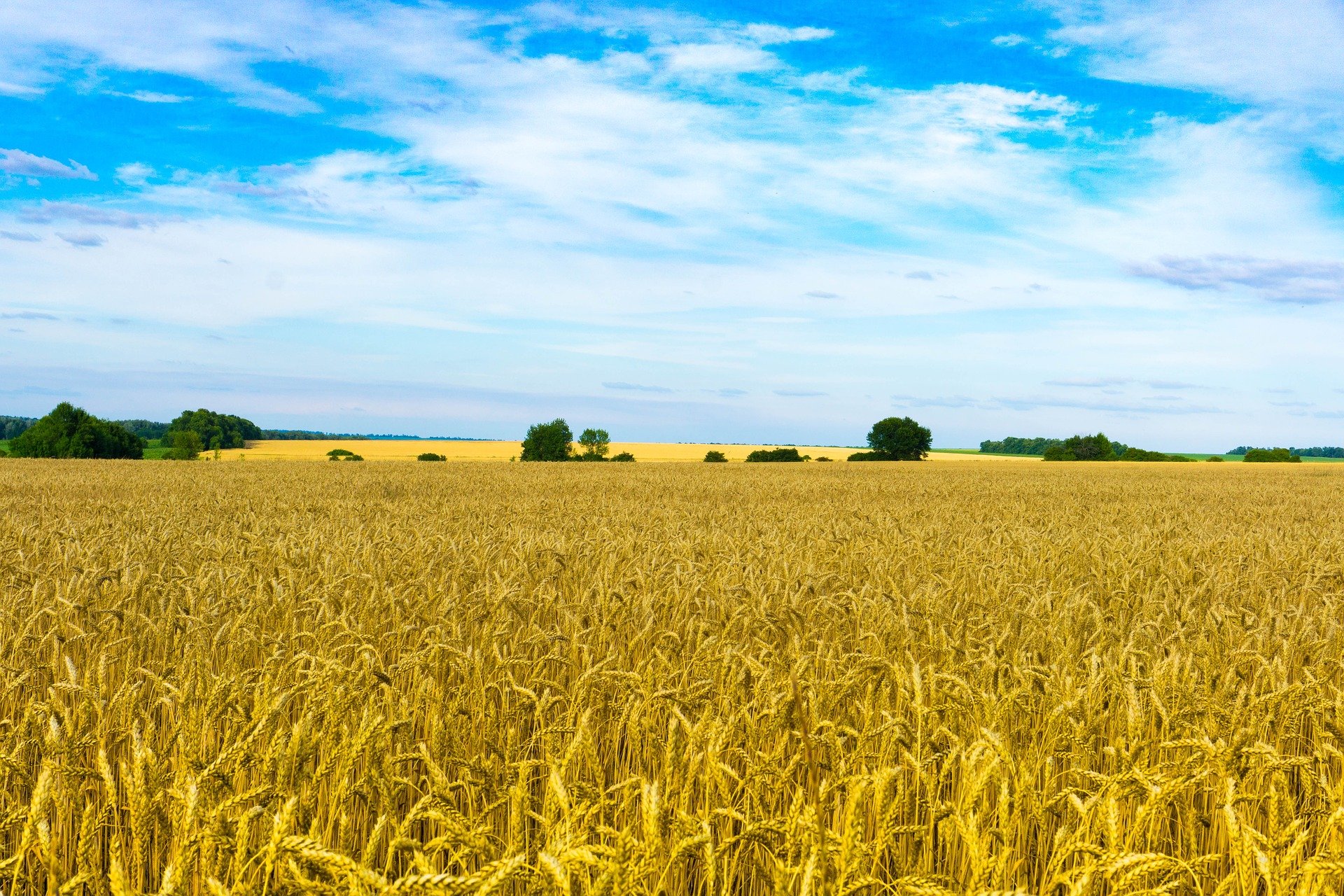 field-g8ba011b83_1920